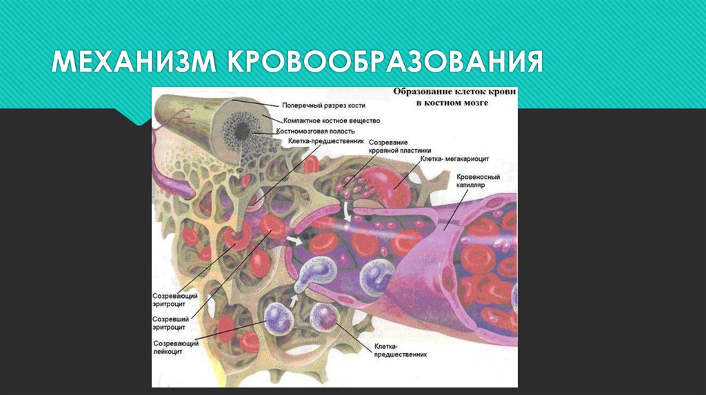 Органы кроветворения иммунной. Органы кроветворения. Органы кроветворной системы. Функции органов кроветворения. Кроветворная система человека строение.
