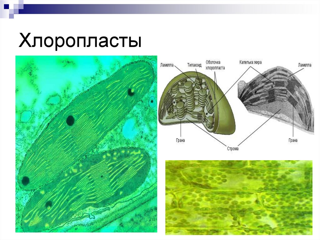 Хлоропласты человека. Ламеллы хлоропластов. Хлоропласты в растительной клетке. Хлоропласт под микроскопом. Ткань с хлоропластами.