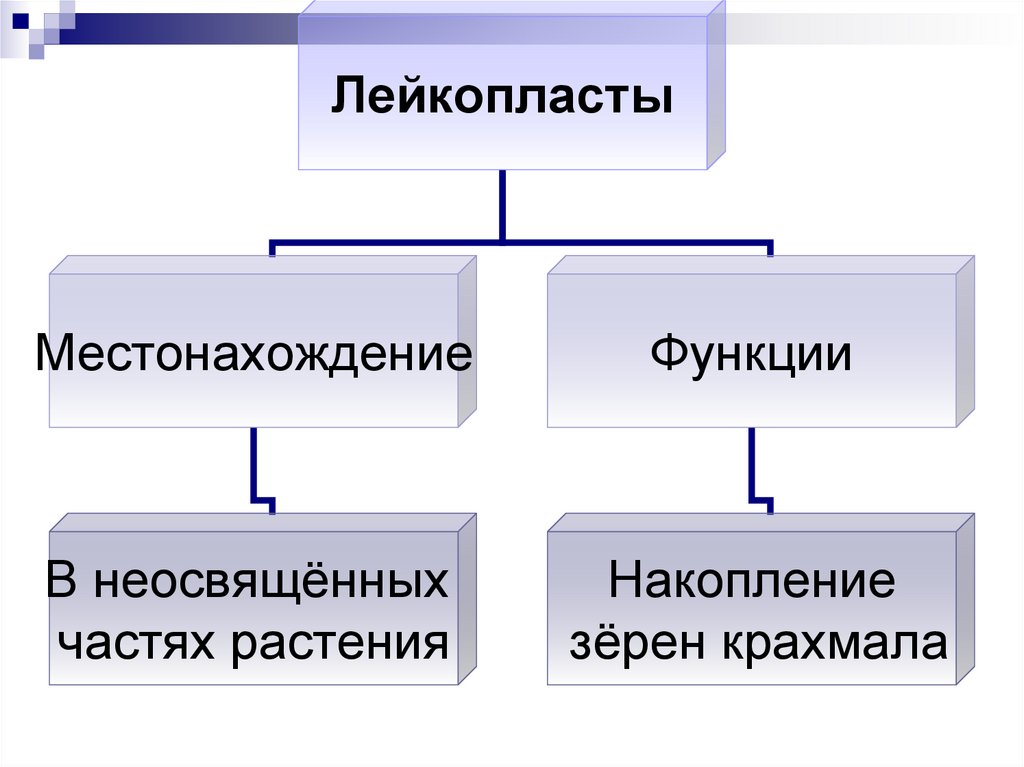 Лейкопласты виды