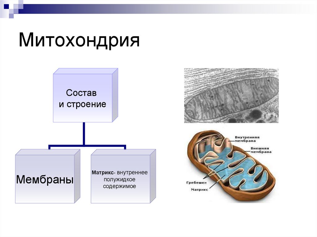 Клетка иерархия