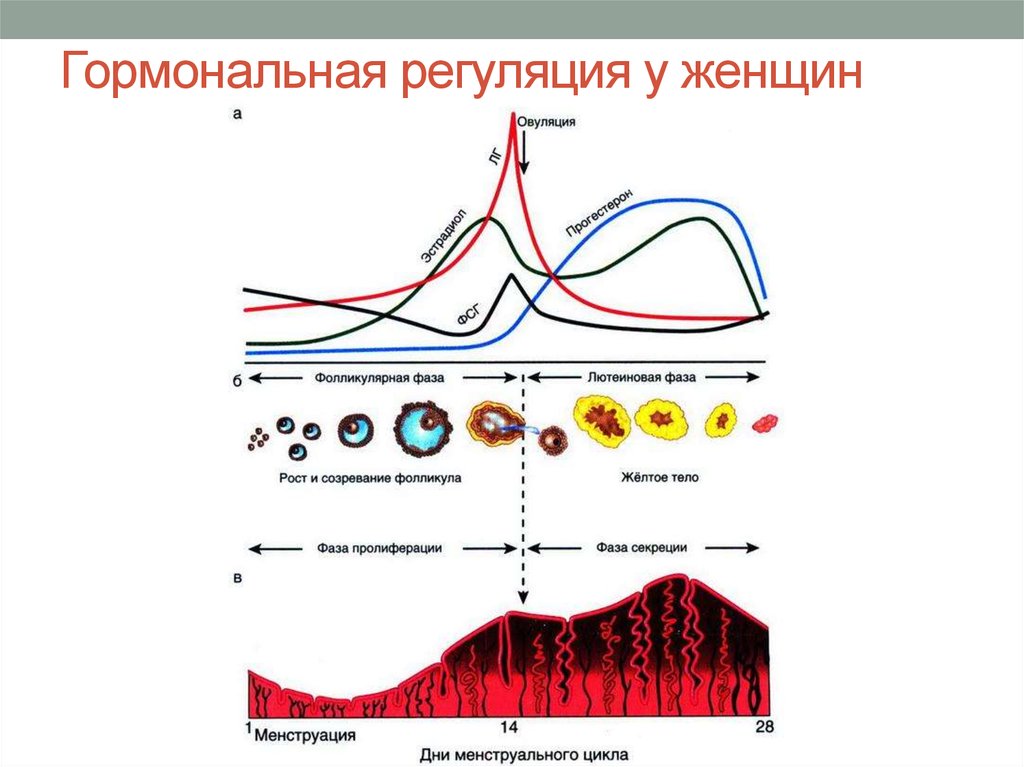 Презентация женские гормоны