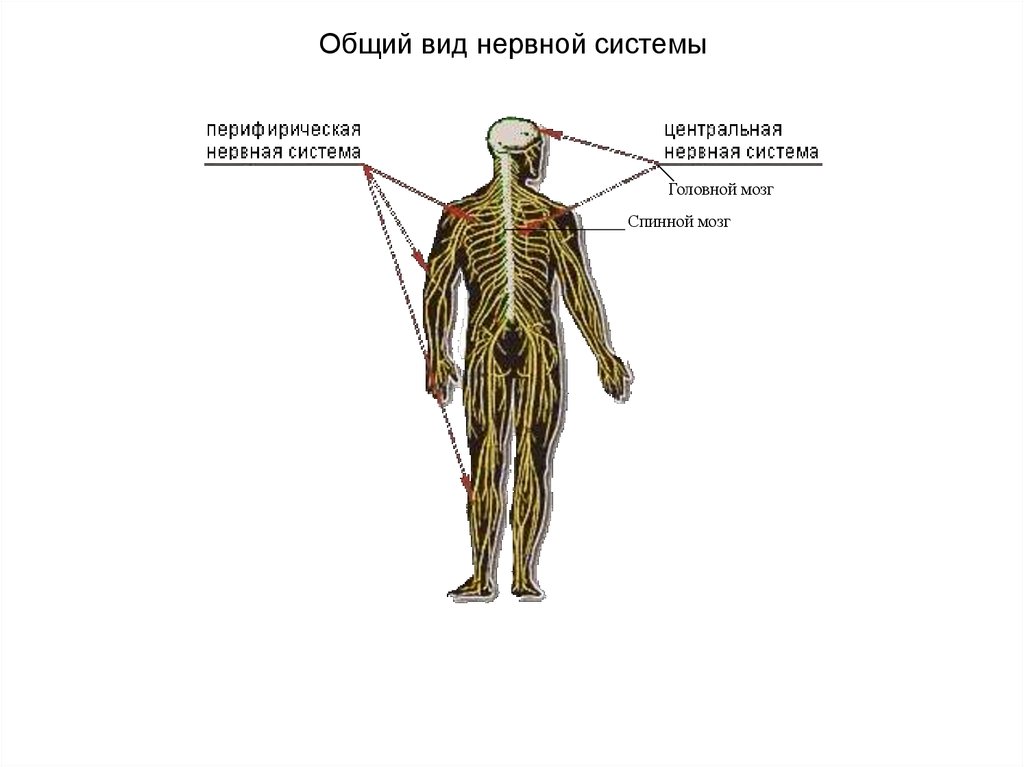 Виды нервной. Разновидности нервной системы. Типы нервной системы человека. Трубчатая нервная система человека. Нервная система виды нервной системы.