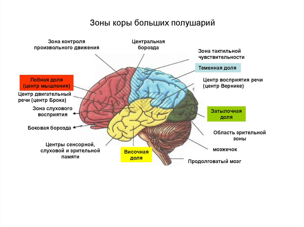 Доли переднего мозга функции. Корковые центры коры головного мозга. Доли и зоны коры больших полушарий головного мозга. Функциональные зоны коры головного мозга. Функция кожно-мышечной чувствительности зоны коры больших полушарий.