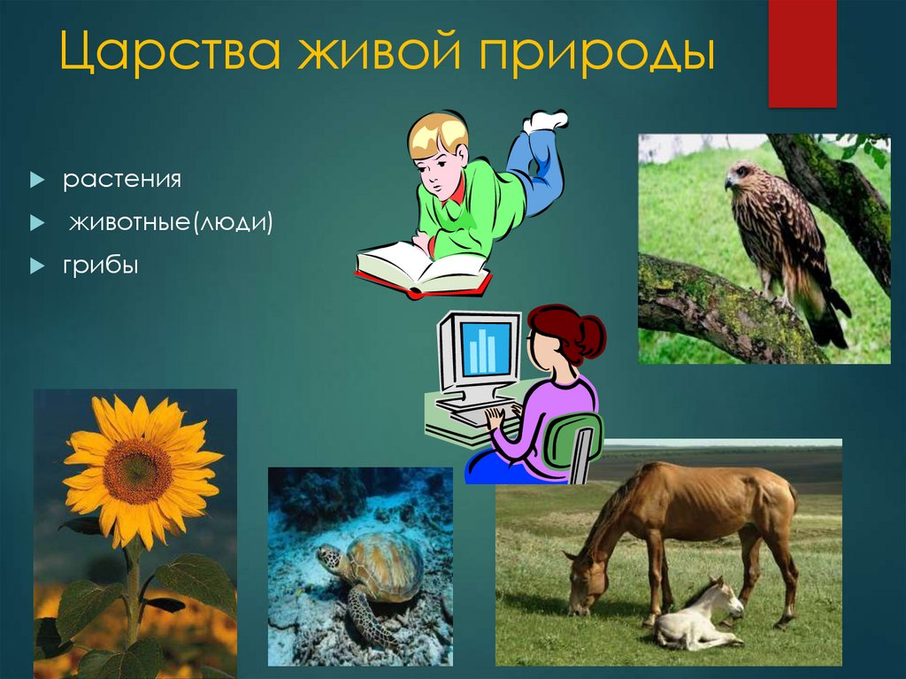 Тела природы. Растения животные человек. Презентация на тему место человека в природе. Живое природа человек животные. Растения и животное природа 3 класс.