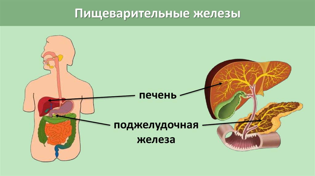 Какие есть пищеварительные железы. Система пищеварительной системы ЕГЭ. Пищеварительная система человека рисунок ЕГЭ. Печень пищеварительная система. Пищеварительная система человека поджелудочная железа.