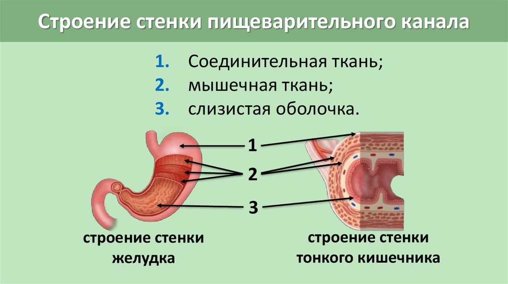 Тонкий желудок строение. Строение стенки пищеварительного канала анатомия. Строение стенок органов пищеварительной системы. Общий план строения стенки органов пищеварительного канала. Строение пищеварительной системы пищеварительный канал.