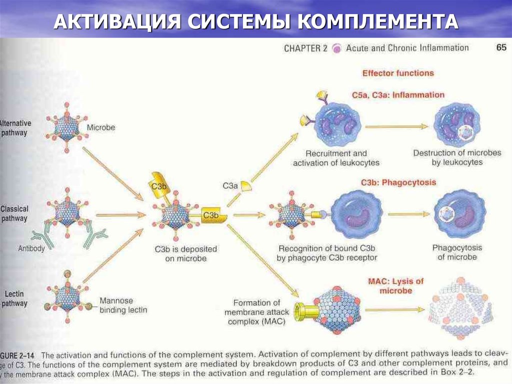 Схема комплемента