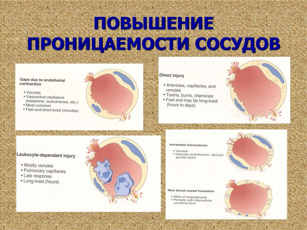 Проницаемость сосудов фото