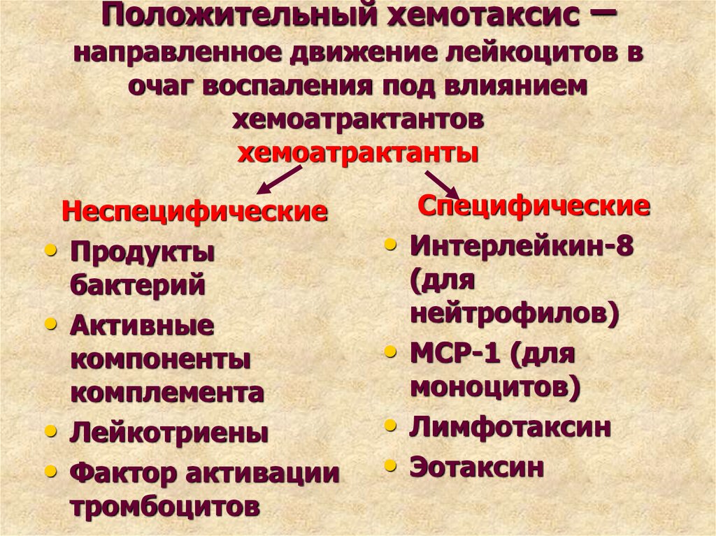 Факторы хемотаксиса. Факторы хемотаксиса лейкоцитов. Направленное движение лейкоцитов. Механизм хемотаксиса лейкоцитов.