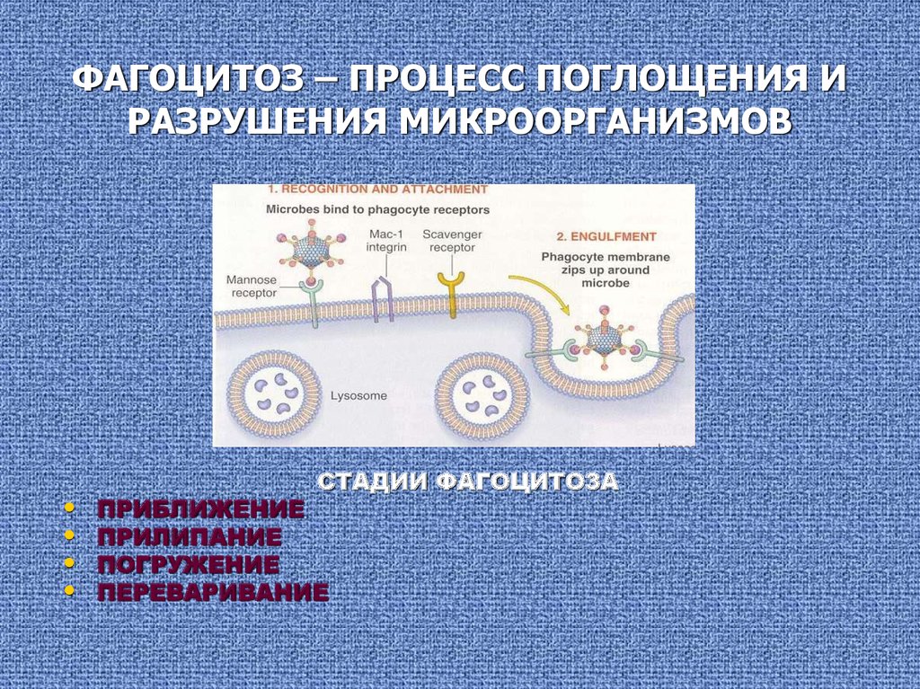 Процесс поглощения. Фагоцитоз это процесс поглощения. Механизм фагоцитоза. Механизмы передвижения фагоцитов. Механизмы бактерицидности фагоцитов.