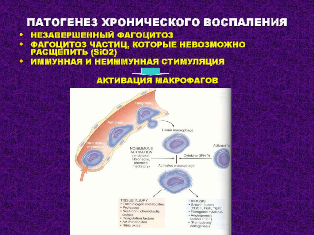 Развитие воспаления. Этиология хронического воспаления. Патогенез хронического воспаления. Хроническое воспаление патофизиология. Хроническое воспаление этиология патогенез.