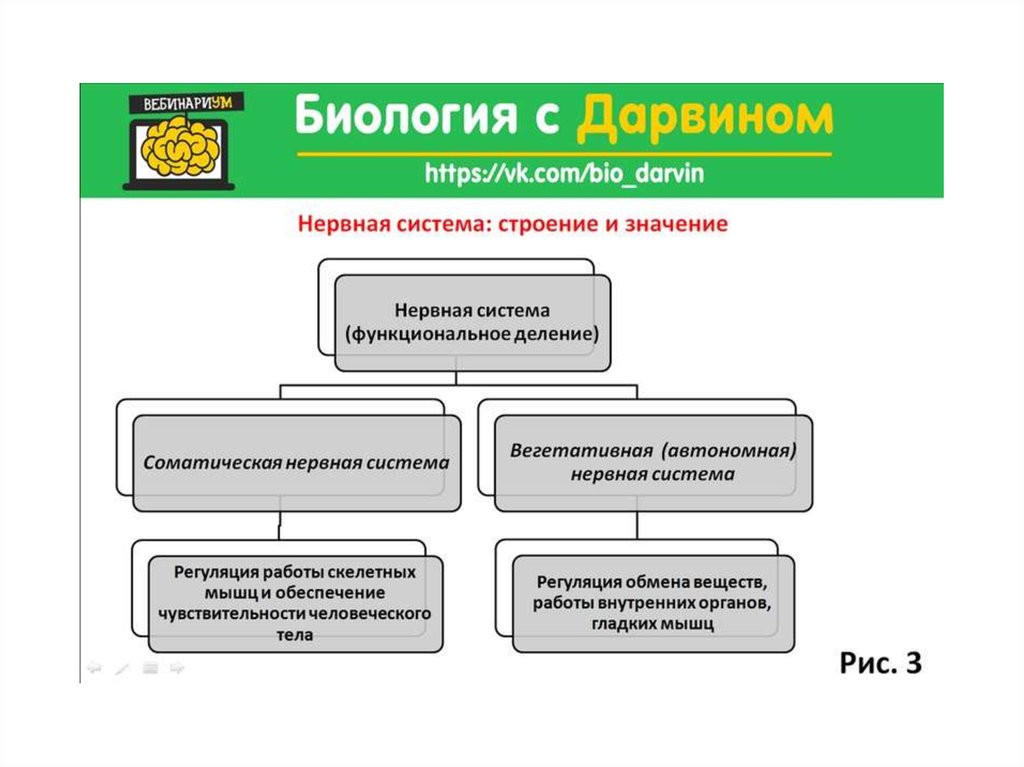 Что значит система управления. Инфоурок нервная система ее строение и значение. Строение системы. Нервная система и ее функциональное деление. Нервная система био значение строение.