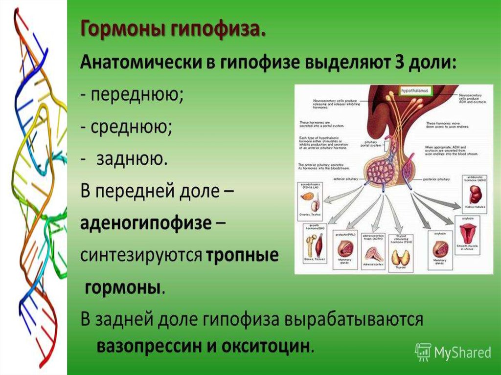 Схема образования желчных пигментов биохимия