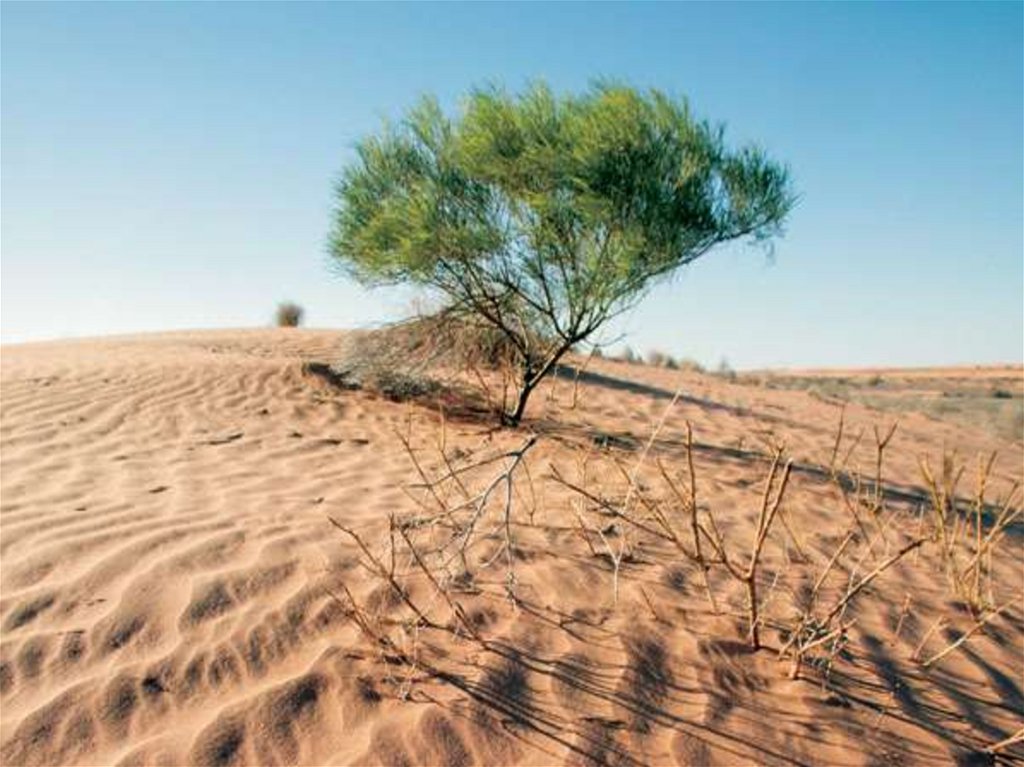 Горячий ветер африки 5 букв. Деревья сухие в пустыне под Калининградом. Сухие знойные ветра. Самум в Австралии. Ветер пустыни 5 букв.