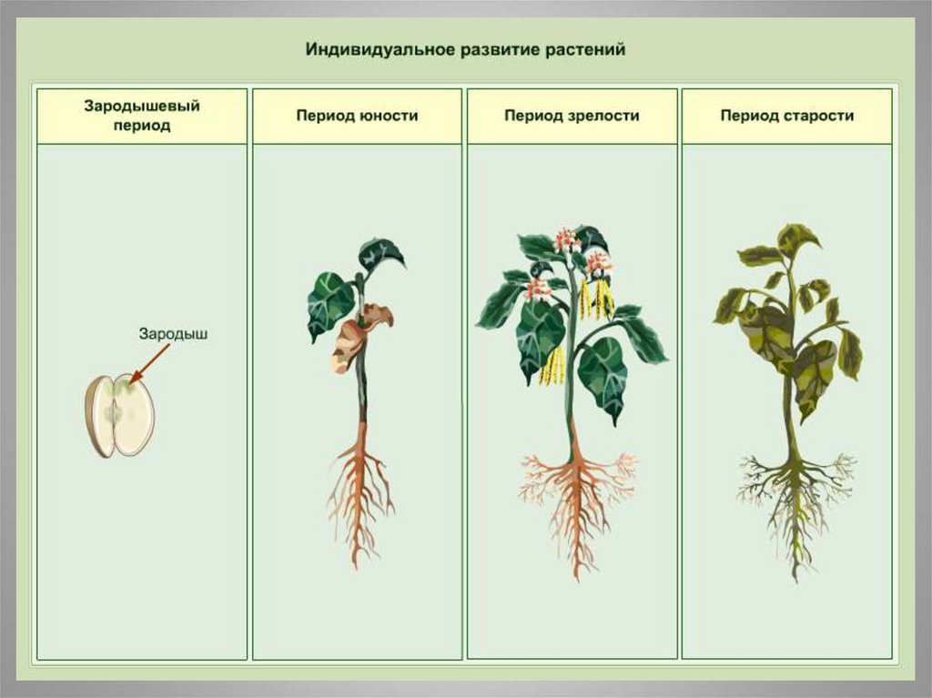 В чем заключается цветение в жизни растения. Вегетативная стадия растения. Индивидуальное развитие растений. Стадии развития растений. Периоды развития растений.