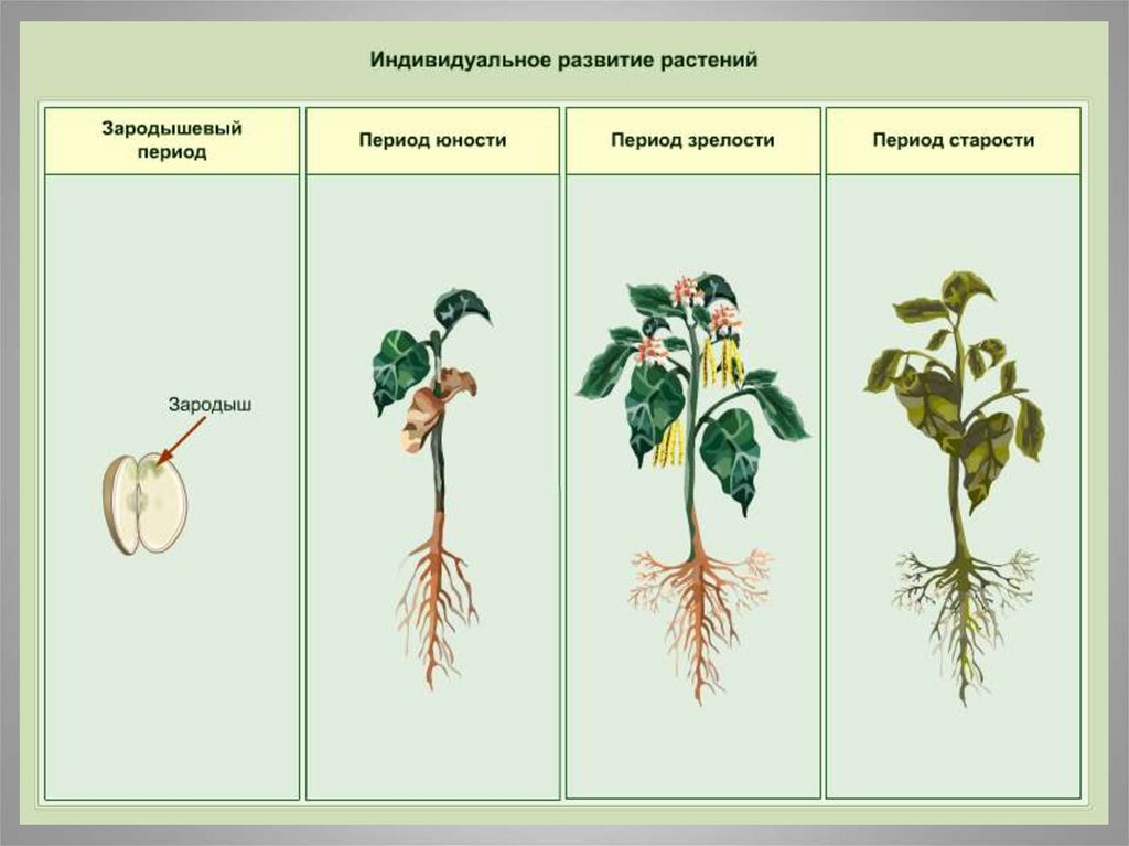 Рост и развитие растений. Индивидуальное развитие растений. Стадии развития растений. Онтогенез растений. Этапы онтогенеза растений.