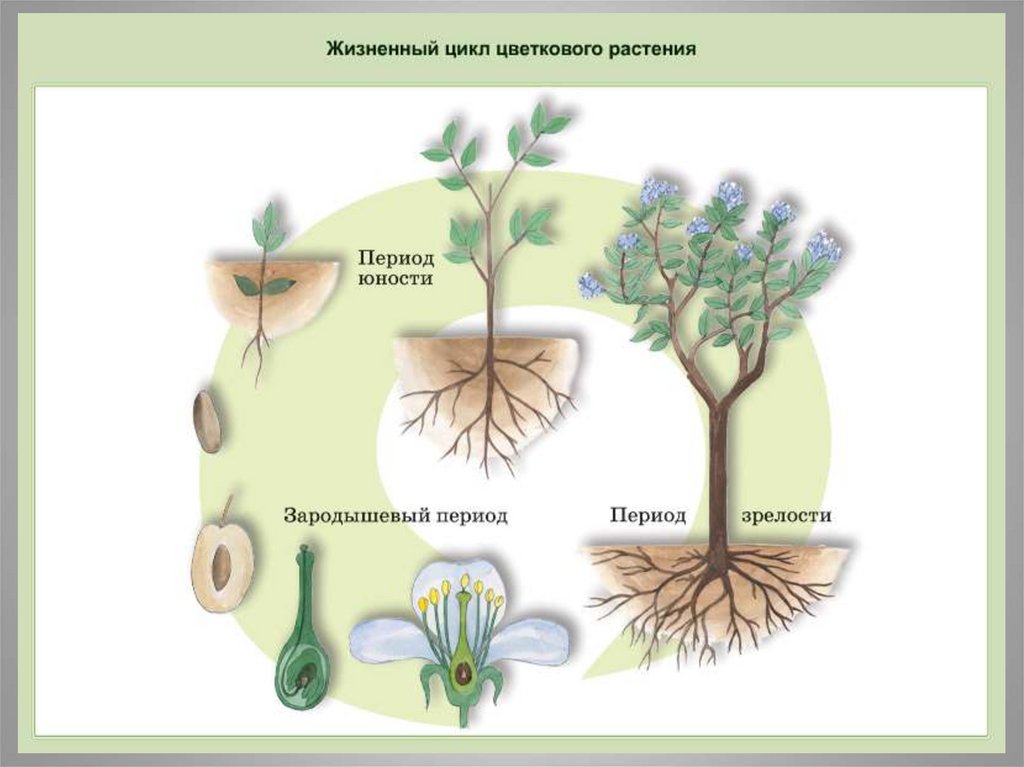 В чем заключается размножение в жизни растения. Рост и развитие растений схема. Этапы роста и развития цветкового растения. Жизненный цикл цветкового растения. Этапы индивидуального развития растений.