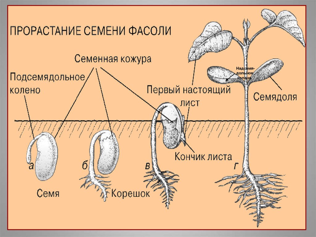 При прорастании зародышевый корешок. Этапы индивидуального развития растений. Этапы развития семени. Схема развития растений. Этапы развития растения из семени.