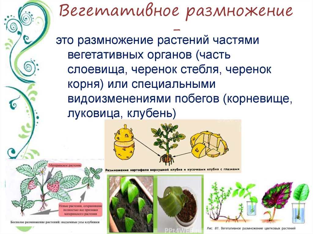 Генеративный способ. Бесполое вегетативное размножение растений. Размножение организмов вегетативное размножение примеры. Бесполое размножение вегетативное. Размножение частями вегетативных органов.