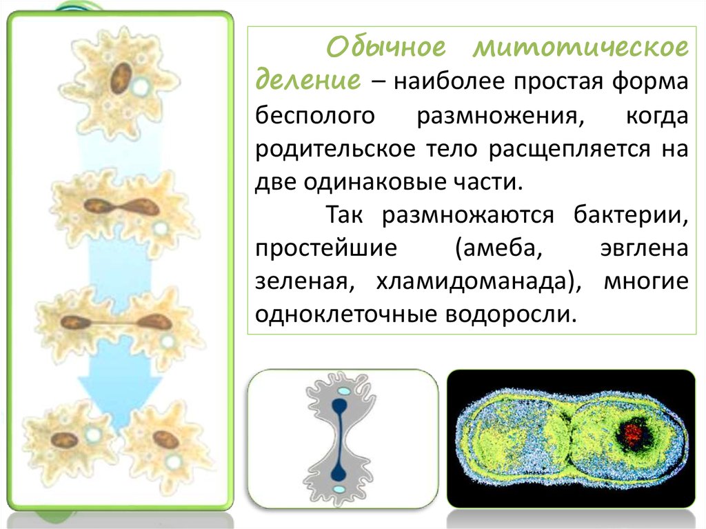 Интенсивность размножения организмов