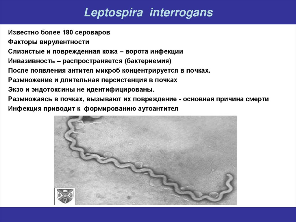 Лептоспироз тесты