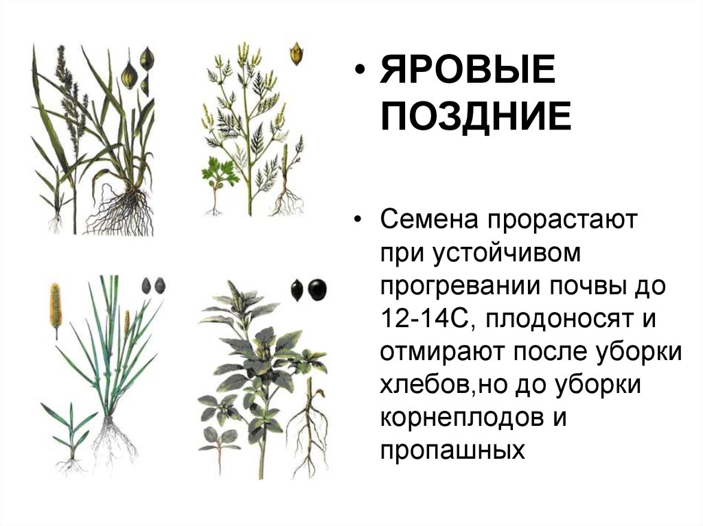 Яровые поздние сорные растения. Яровые сорняки. Сорные растения список
