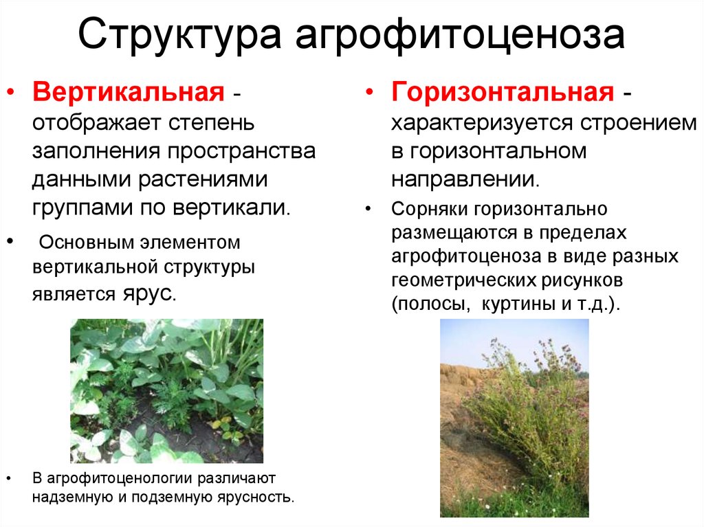 Сорняки и соседи. Структура агрофитоценоза. Искусственные сорняки. Вредные сорные растения. Виды сорных растений.