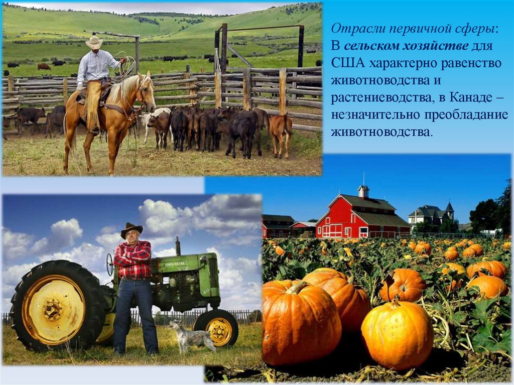Сх сша. Хозяйство Северной Америки. Сельское хозяйство Северной Америки. Отрасли сельского хозяйства Северной Америки. Сельскохозяйственные культуры США.