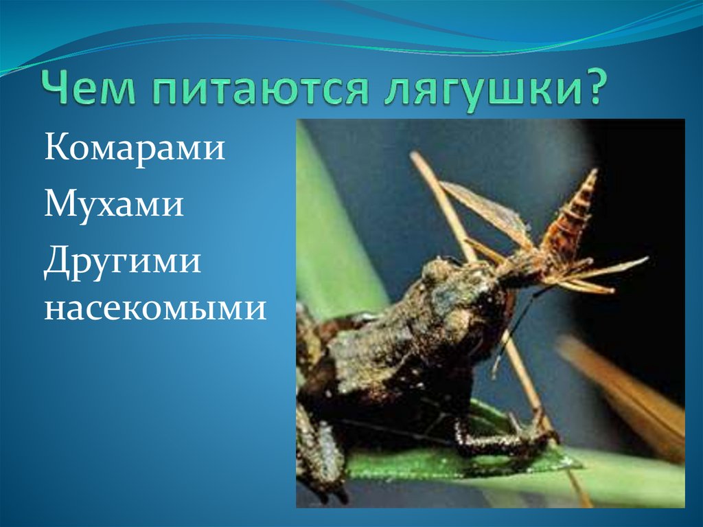 Чем питаются лягушки. Чем питаются лягушки и Жабы в природе. Какими насекомыми питаются лягушки. Чем питаются лягушки кроме насекомых.