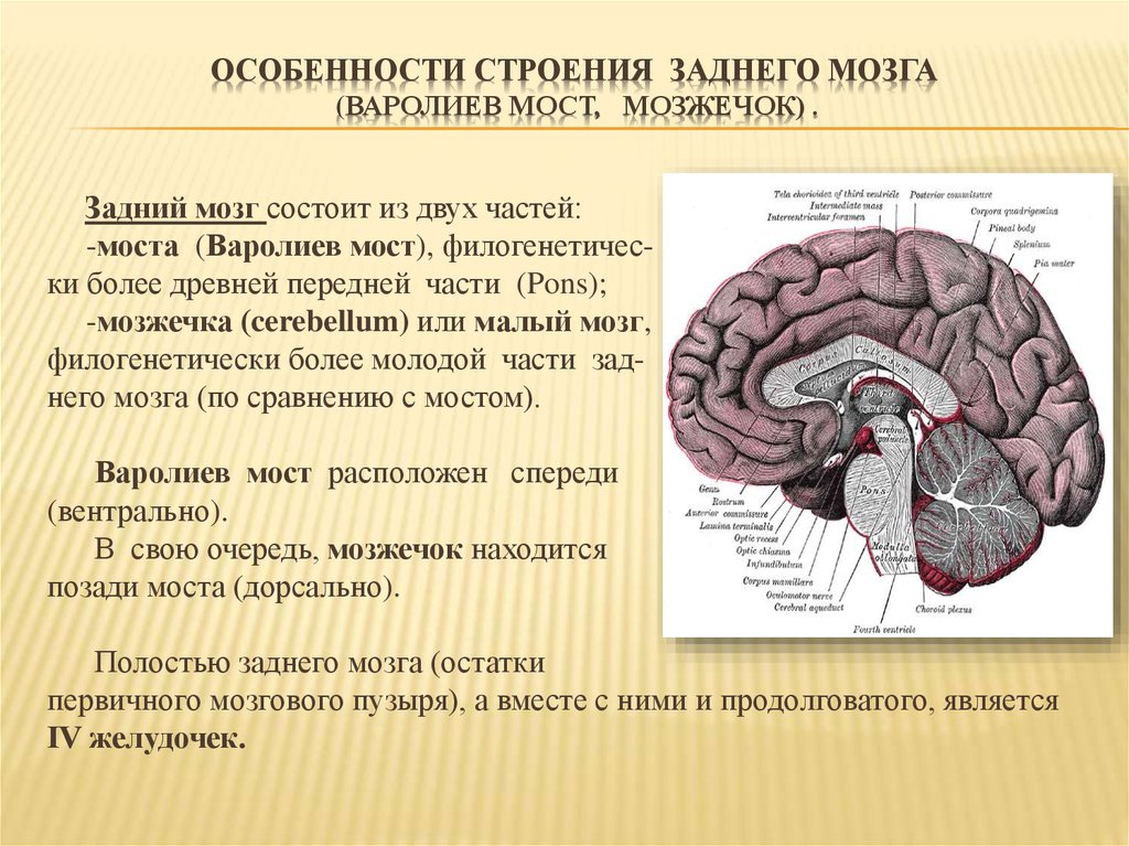 Местоположение моста. Задний мозг варолиев мост и мозжечок. Задний мозг варолиев мост мозжечок функции. Структура заднего отдела мозга. Отделы мозга варолиев мост.