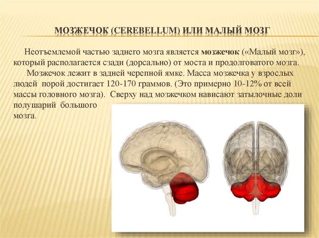 Что входит в состав заднего мозга. Мозжечок. Задний мозг функции. Мозжечок мозга. Мозжечок малый мозг.