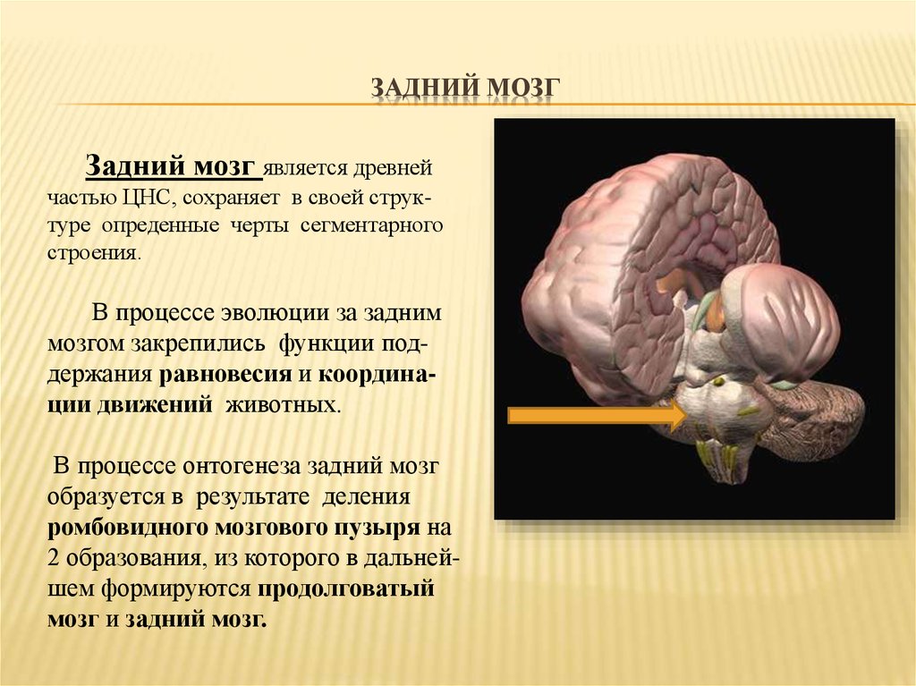 Задние доли мозга. Задний мозг строение структур. Структура заднего отдела мозга. Головной мозг отделы и функции задний мозг. Структуры, входящие в задний мозг.