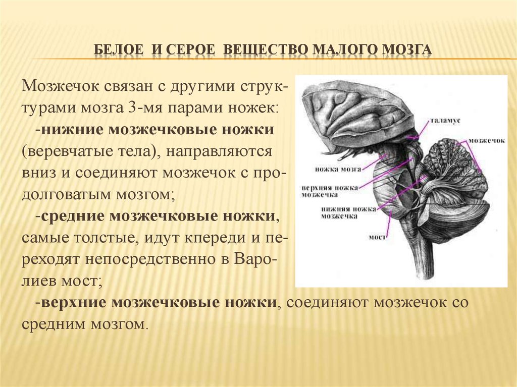 Серый мозг латынь. Мозжечок строение серого и белого вещества. Серое вещество заднего мозга мозжечка. Строение серого вещества мозжечка. Серое и белое вещество мозжечка.
