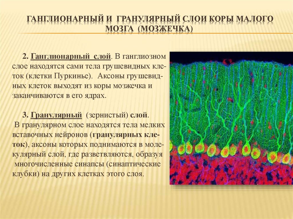 Ткань мозжечка. Клетки мозжечка гистология. Ганглионарный слой мозжечка. Клетки Пуркинье в мозжечке. Ганглиозный слой коры мозжечка.