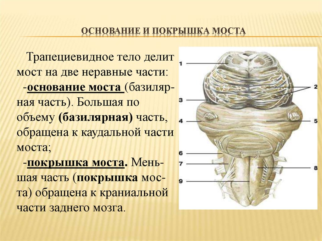 Задний мозг презентация