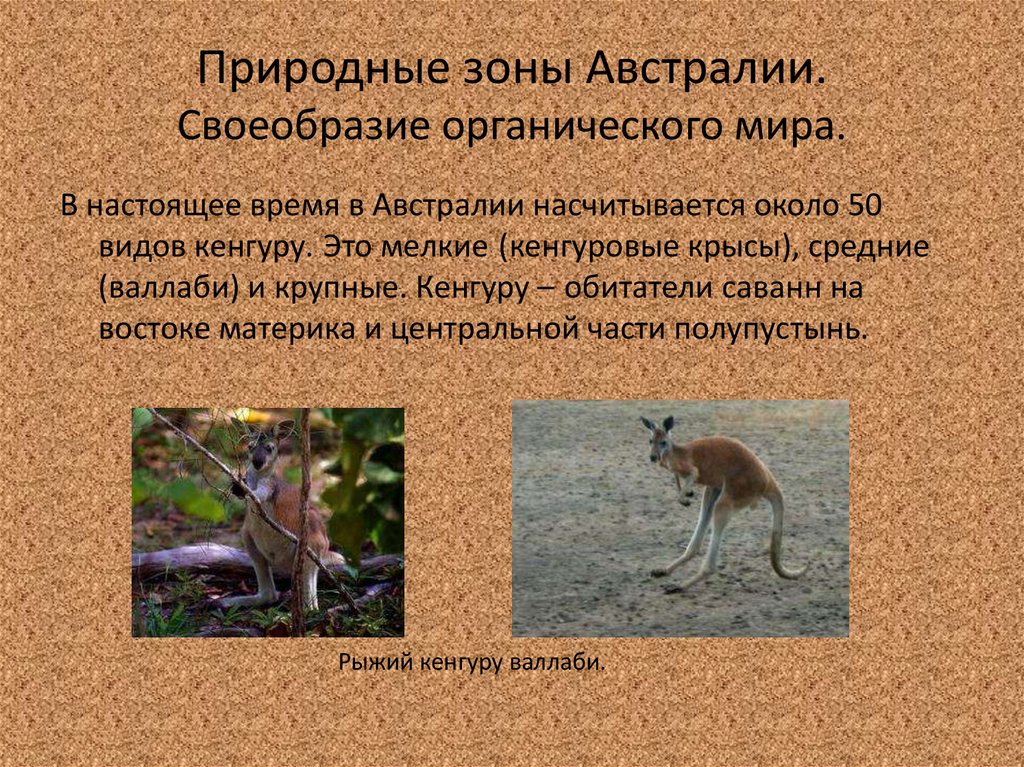 Органический мир природных зон. Природные зоны Австралии кенгуру. Своеобразие органического мира Австралии. Природные зоны Австралии своеобразие органического мира. Кенгуру природная зона.