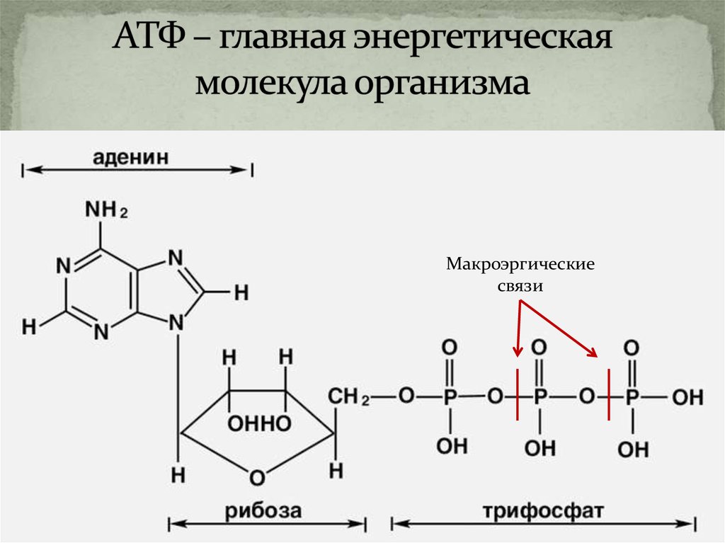 Цикл атф адф. Макроэргические связи в АТФ. Макроэргические соединения АТФ. Формула макроэргического соединения АТФ. Макроэргические связи в молекуле АТФ.