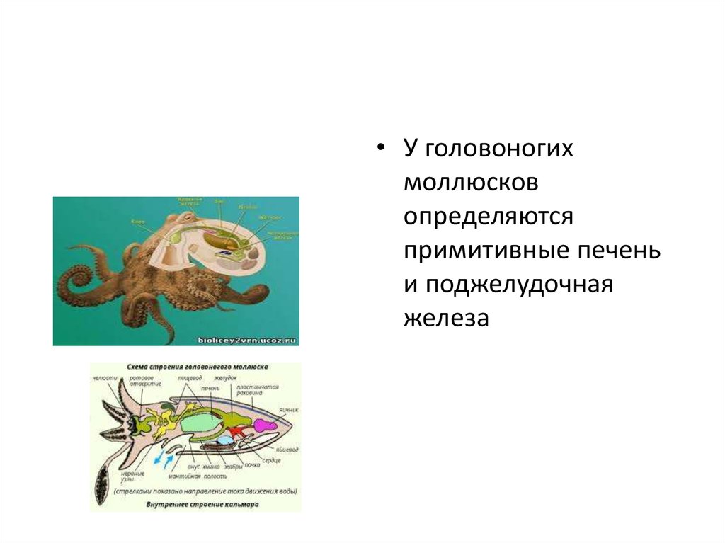 Передвижение моллюсков. Пищеварительная система головоногих моллюсков. Пищеварительная система головоногих моллюсков схема. Внешнее и внутреннее строение головоногих моллюсков. Класс головоногие моллюски внутреннее строение.