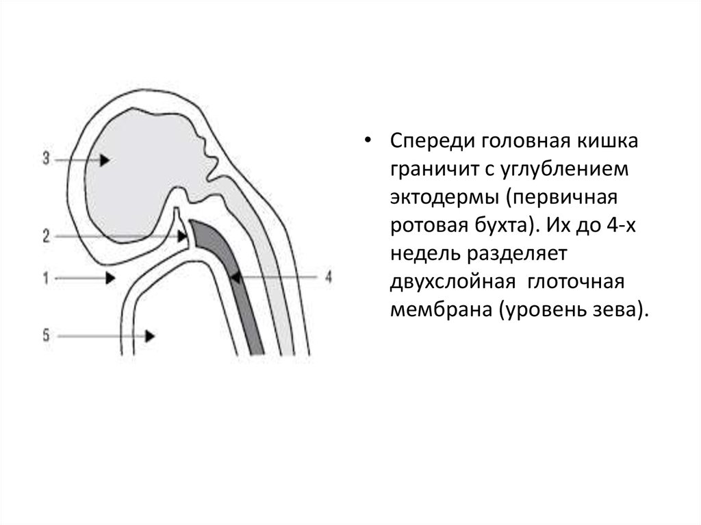 Полость первичной кишки зародыша. Ротовая бухта. Первичная кишка ротовая бухта. Формирование первичной кишки. Образование ротовой бухты.