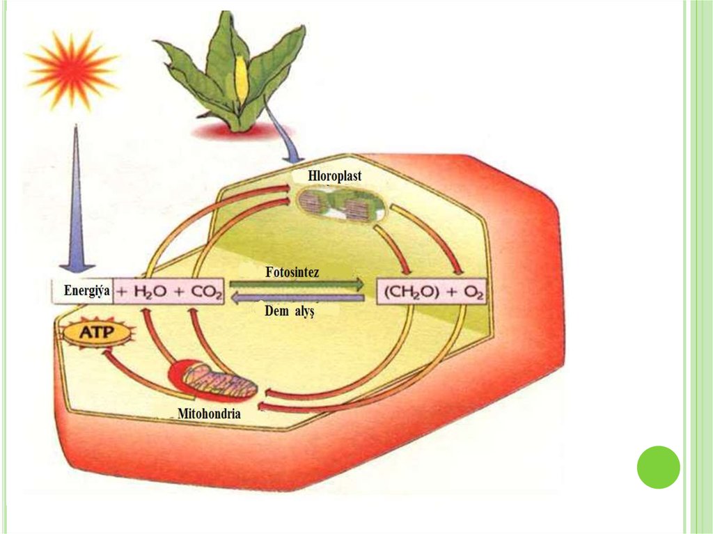 Фотосинтез презентация қазақша