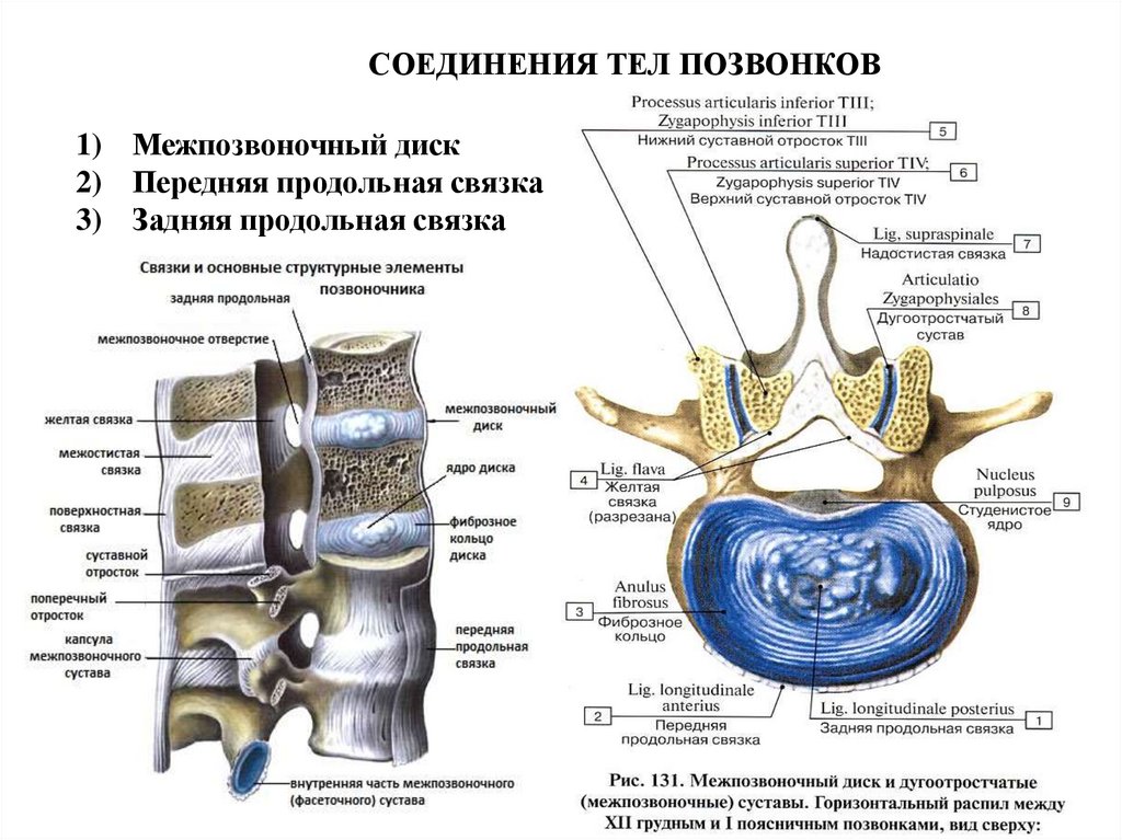 Связки позвоночного столба. Передняя продольная связка позвоночника анатомия. Задняя продольная связка. Передняя и задняя продольные связки позвоночника. Задняя продольная связка позвоночника.