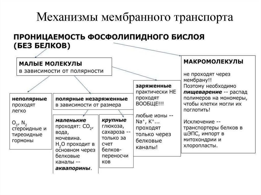 Схема мембранный транспорт