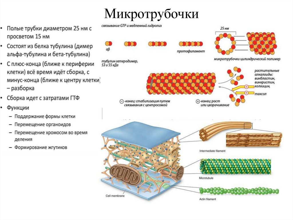 Синтез белков тубулинов. Микротрубочки растительной клетки. Схема строения микротрубочек. Микротрубочки функции кратко. Функции органоидов микротрубочки.