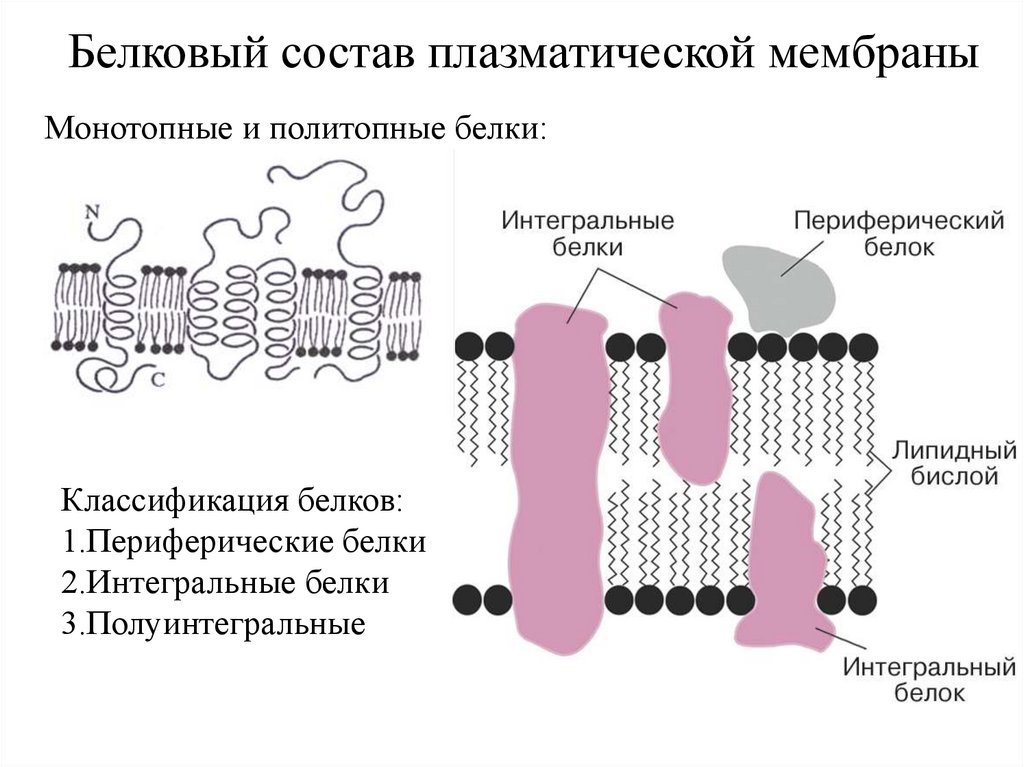 Фото плазматической мембраны