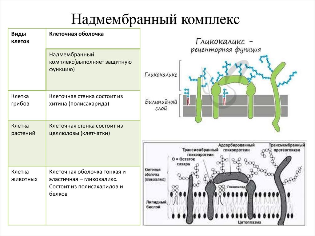 Функции мембраны растительной клетки. Надмембранный комплекс строение. Надмембранный комплекс гликокаликс. Таблица по биологии надмембранный комплекс. Гликокаликс мембрана и субмембранный комплекс.