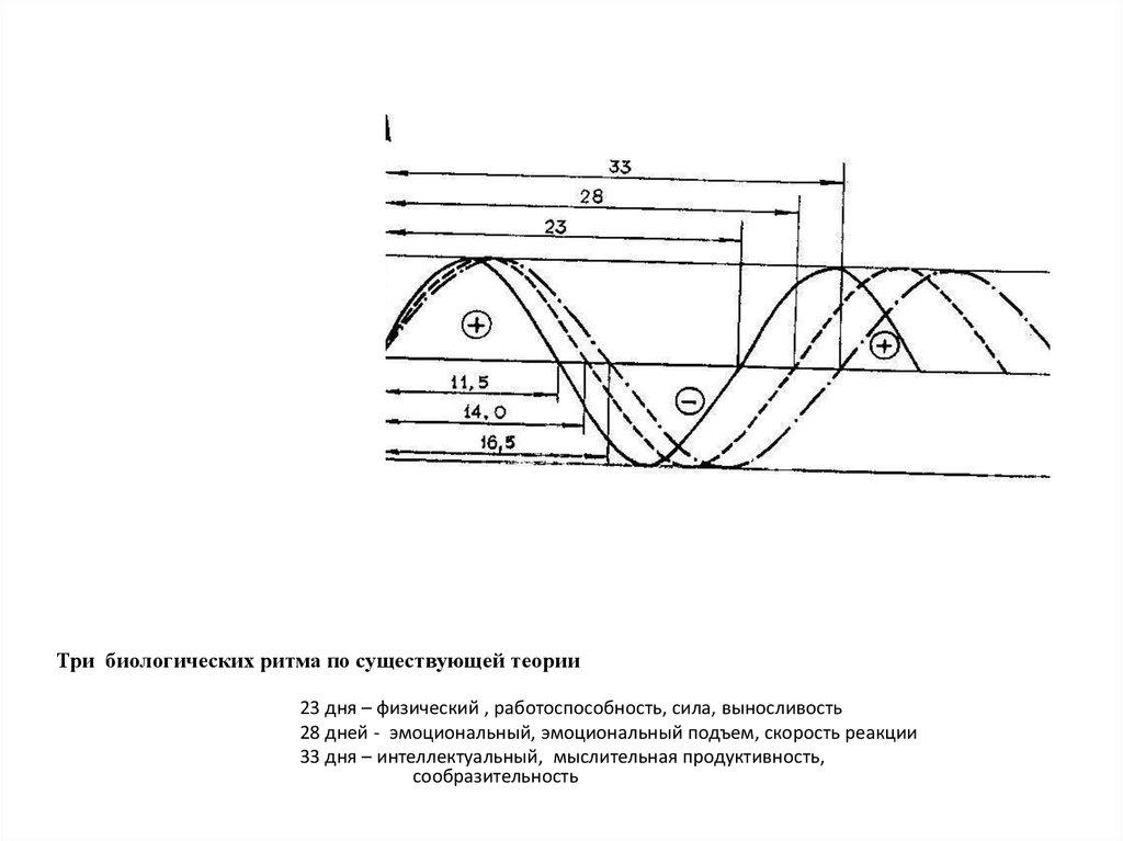 Тест биологические ритмы. Мультиосцилляторная модель регуляции биологических ритмов.