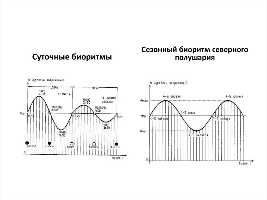 Тест определяющий суточного ритма