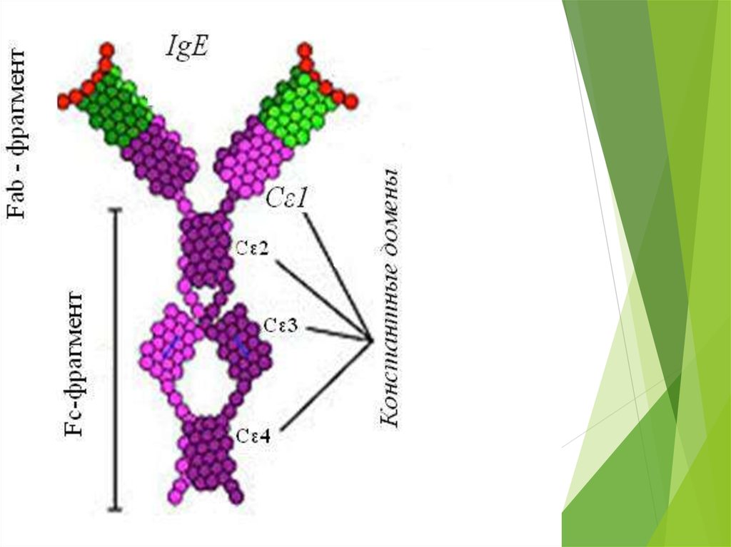 Иммуноглобулин е. IGE иммуноглобулин. Иммуноглобулин е (IGE). IGE иммуноглобулин строение. Иммуноглобулин класса е IGE.