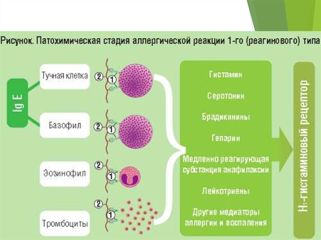 Фазы аллергической реакции схема