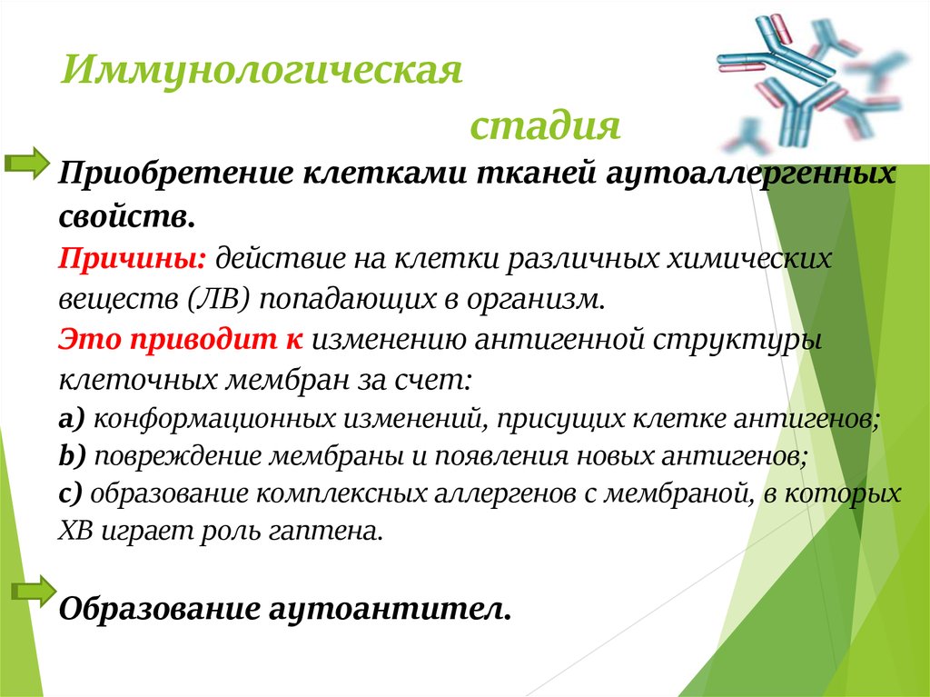 Иммунологическая стадия